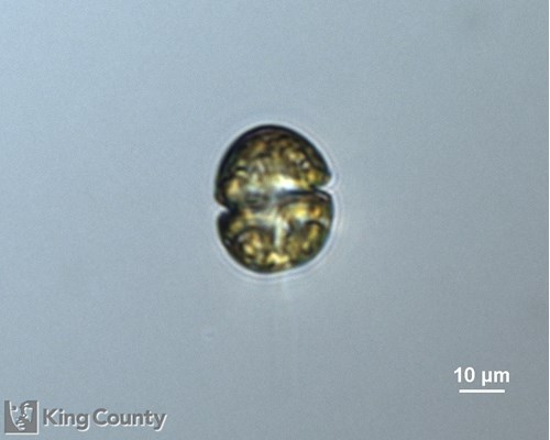 Photo of Karlodinium